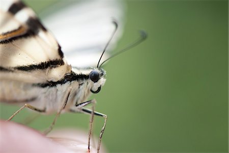 simsearch:633-06406466,k - Zebra swallowtail butterfly perching on person's palm, cropped Foto de stock - Sin royalties Premium, Código: 633-06406382