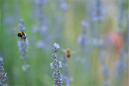 simsearch:633-06406726,k - Bumblebee flying among lavender flowers Stock Photo - Premium Royalty-Free, Code: 633-06406418