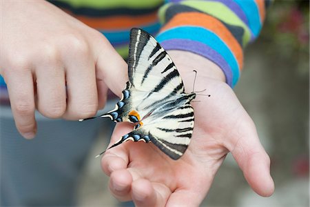 Child holding zebra swallowtail butterfly in palm, cropped Foto de stock - Sin royalties Premium, Código: 633-06406429