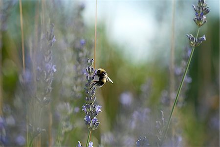 pollination - Bumblebee perching on lavender flowers Foto de stock - Sin royalties Premium, Código: 633-06406443