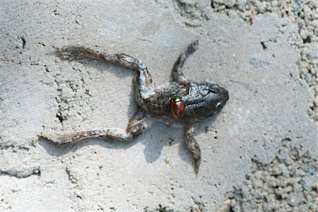 Japanese beetle on dead frog Foto de stock - Sin royalties Premium, Código: 633-06406459