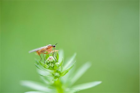 simsearch:633-06406490,k - Fly perching on plant Foto de stock - Royalty Free Premium, Número: 633-06406466