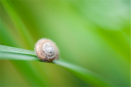 simsearch:633-06406490,k - Snail on leaf Foto de stock - Royalty Free Premium, Número: 633-06406461