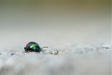 furta-cor - Japanese beetle Foto de stock - Royalty Free Premium, Número: 633-06406477