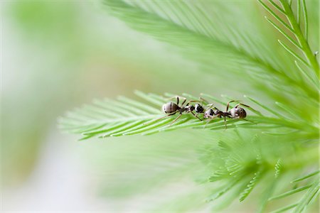 Ants on parrotfeather plant Stock Photo - Premium Royalty-Free, Code: 633-06406471