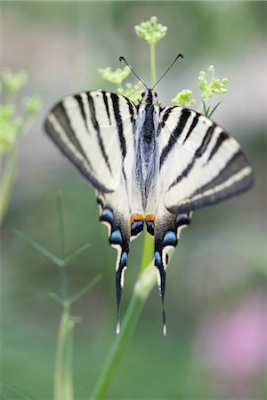 simsearch:633-06406726,k - Zebra swallowtail butterfly Stock Photo - Premium Royalty-Free, Code: 633-06406473