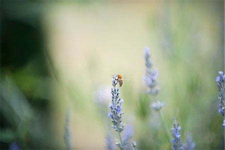 simsearch:633-01572390,k - Bee perching on lavender flowers Foto de stock - Sin royalties Premium, Código: 633-06406496