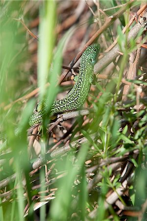 simsearch:633-06406490,k - Lizard among twigs and leaves Foto de stock - Royalty Free Premium, Número: 633-06406522