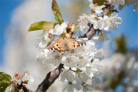 Butterfly on cherry blossom Foto de stock - Sin royalties Premium, Código: 633-06406537