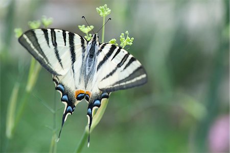 simsearch:633-06406509,k - Zebra swallowtail butterfly Stock Photo - Premium Royalty-Free, Code: 633-06406548