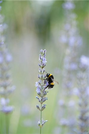simsearch:633-02065734,k - Bumblebee perching on lavender flowers Foto de stock - Sin royalties Premium, Código: 633-06406540