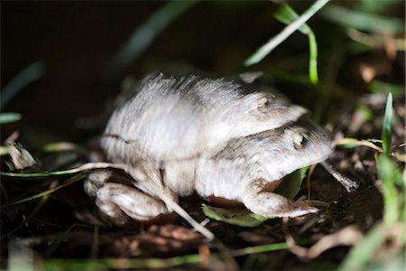 Toads mating Fotografie stock - Premium Royalty-Free, Codice: 633-06406561