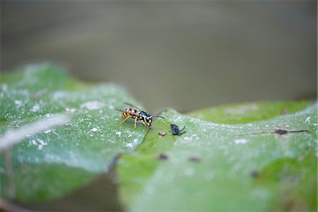 German wasp (Vespula germanica) on leaf Foto de stock - Sin royalties Premium, Código: 633-06406585