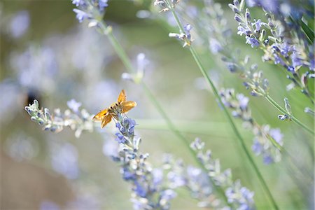 pollination - Skipper butterfly on lavender flowers Foto de stock - Sin royalties Premium, Código: 633-06406586