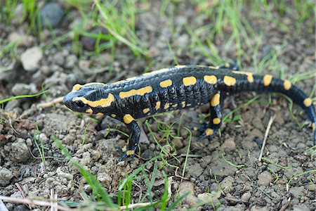 salamandra - Fire salamander (Salamandra salamandra) Foto de stock - Royalty Free Premium, Número: 633-06406588