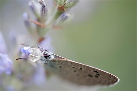 simsearch:632-05760487,k - Lycaenidae butterfly on lavender flowers Foto de stock - Sin royalties Premium, Código: 633-06406598