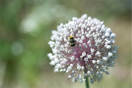 pollination - Bee perching on flower Foto de stock - Sin royalties Premium, Código: 633-06406591