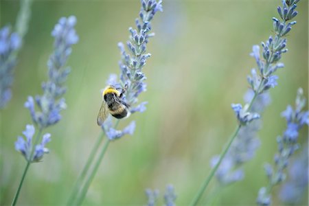 simsearch:633-01572390,k - Bumblebee perching on lavender flowers Foto de stock - Sin royalties Premium, Código: 633-06406614