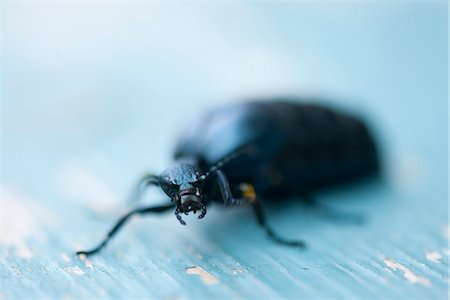 extreme close up bugs - Beetle Stock Photo - Premium Royalty-Free, Code: 633-06406627