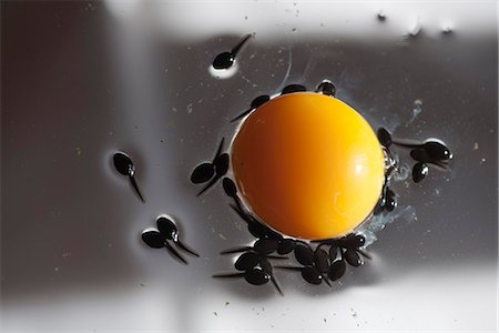 Tadpoles feeding off egg yolk, directly above Stock Photo - Premium Royalty-Free, Code: 633-06406635