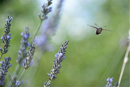 Sphingidae flying among flowers Foto de stock - Sin royalties Premium, Código: 633-06406631