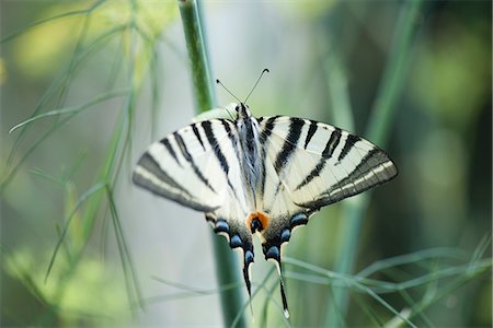 Papillon machaon Zebra Photographie de stock - Premium Libres de Droits, Code: 633-06406633