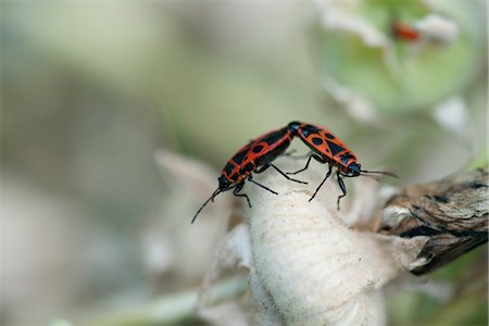 Mating firebugs (Pyrrhocoris apterus) Stock Photo - Premium Royalty-Free, Code: 633-06406647