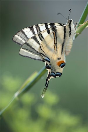 simsearch:633-06406509,k - Zebra swallowtail butterfly Stock Photo - Premium Royalty-Free, Code: 633-06406667