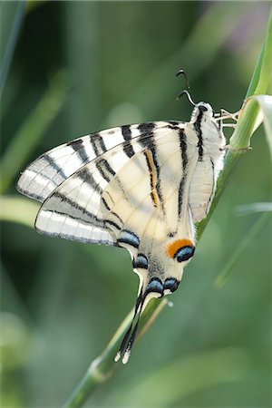 Zebra swallowtail butterfly Foto de stock - Sin royalties Premium, Código: 633-06406669