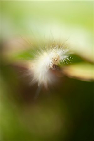 entomología - Fuzzy caterpillar Foto de stock - Sin royalties Premium, Código: 633-06406661