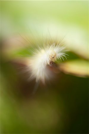 entomology - Fuzzy caterpillar Foto de stock - Sin royalties Premium, Código: 633-06406661