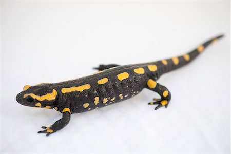 salamandra - Fire salamander (Salamandra salamandra) Foto de stock - Royalty Free Premium, Número: 633-06406686