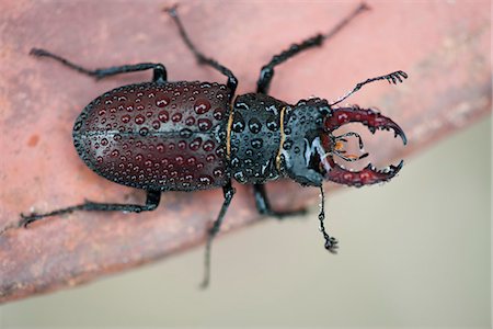 simsearch:633-01572390,k - Stag beetle Foto de stock - Sin royalties Premium, Código: 633-06406680