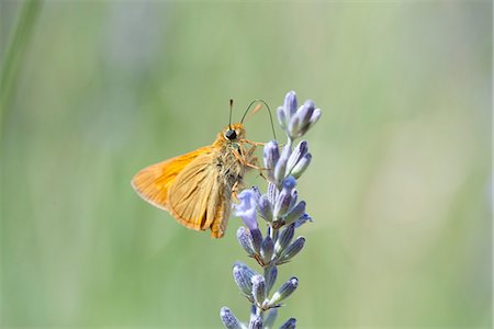 Papillon de skipper sur les fleurs de lavande Photographie de stock - Premium Libres de Droits, Code: 633-06406681