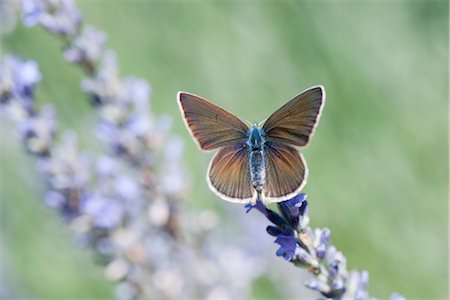 Papillon sur les fleurs Photographie de stock - Premium Libres de Droits, Code: 633-06406682