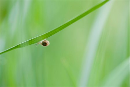 escargot - Hairy escargot rampe sur les feuilles Photographie de stock - Premium Libres de Droits, Code: 633-06406709