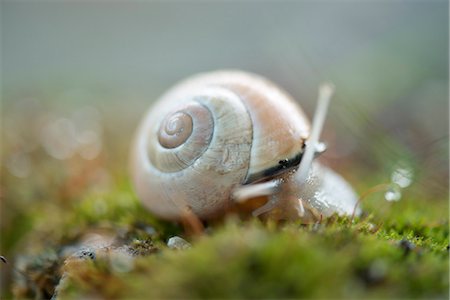 simsearch:632-07161400,k - Schnecke Stockbilder - Premium RF Lizenzfrei, Bildnummer: 633-06406700