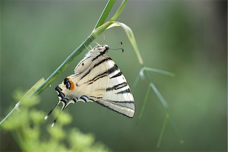 simsearch:633-06406429,k - Zebra swallowtail butterfly Stock Photo - Premium Royalty-Free, Code: 633-06406703