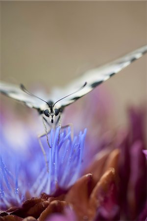 Zebra swallowtail butterfly flying over artichoke flower Foto de stock - Sin royalties Premium, Código: 633-06406714