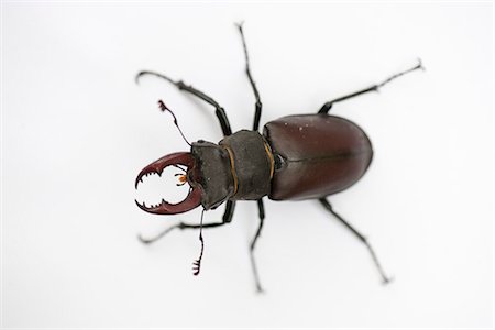 Stag beetle Fotografie stock - Premium Royalty-Free, Codice: 633-06406729