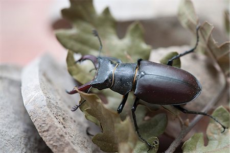 simsearch:633-06406429,k - Stag beetle Stock Photo - Premium Royalty-Free, Code: 633-06406734