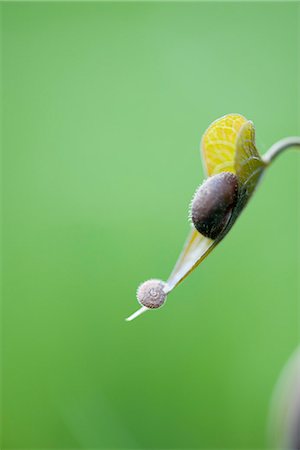 simsearch:633-06406490,k - Snail on edge of flower Foto de stock - Royalty Free Premium, Número: 633-06406733