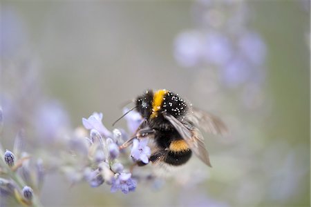 polinización - Bumblebee perching on lavender flowers Foto de stock - Sin royalties Premium, Código: 633-06406774