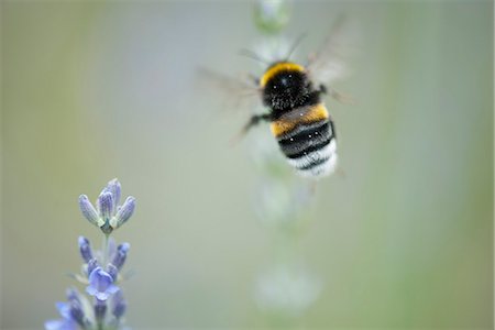 pollen - Bourdon à queue chamois Photographie de stock - Premium Libres de Droits, Code: 633-06406787