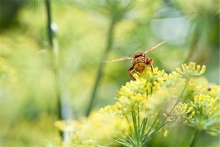 Wasp pollinating fennel flowers Foto de stock - Royalty Free Premium, Número: 633-06406780