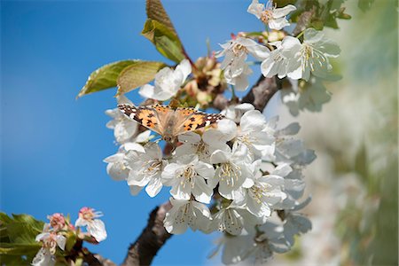 Papillon sur fleur de cerisier Photographie de stock - Premium Libres de Droits, Code: 633-06406799