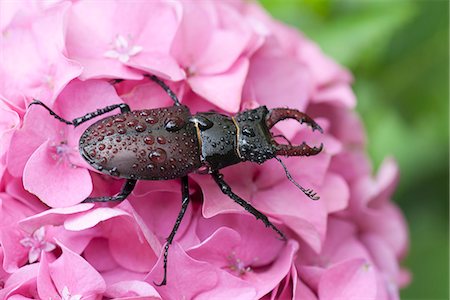 Stag beetle on hydrangea flower Foto de stock - Sin royalties Premium, Código: 633-06406790