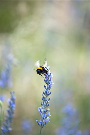 pollination - Bumblebee on lavender flowers Foto de stock - Sin royalties Premium, Código: 633-06406809