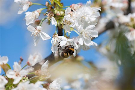 simsearch:633-06406509,k - Bumblebee on cherry blossom Stock Photo - Premium Royalty-Free, Code: 633-06406810