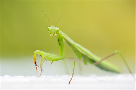 Praying mantis, close-up Stockbilder - Premium RF Lizenzfrei, Bildnummer: 633-08150748